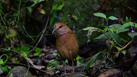 la pitta de nuca oxidada es un ave confiada que se encuentra en hábitats de bosques montañosos de gran altura, hay muchos lugares en tailandia para encontrar esta ave