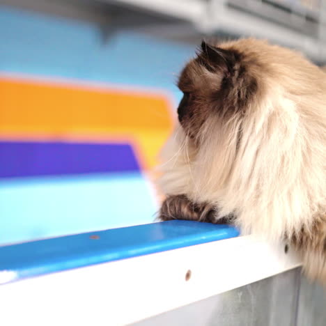 fluffy cat at judging competition