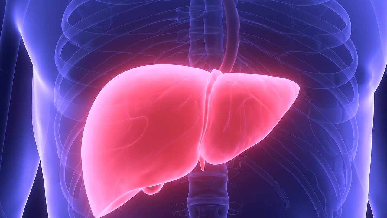 Human liver anatomy visualization with illuminated organ in transparent upper body