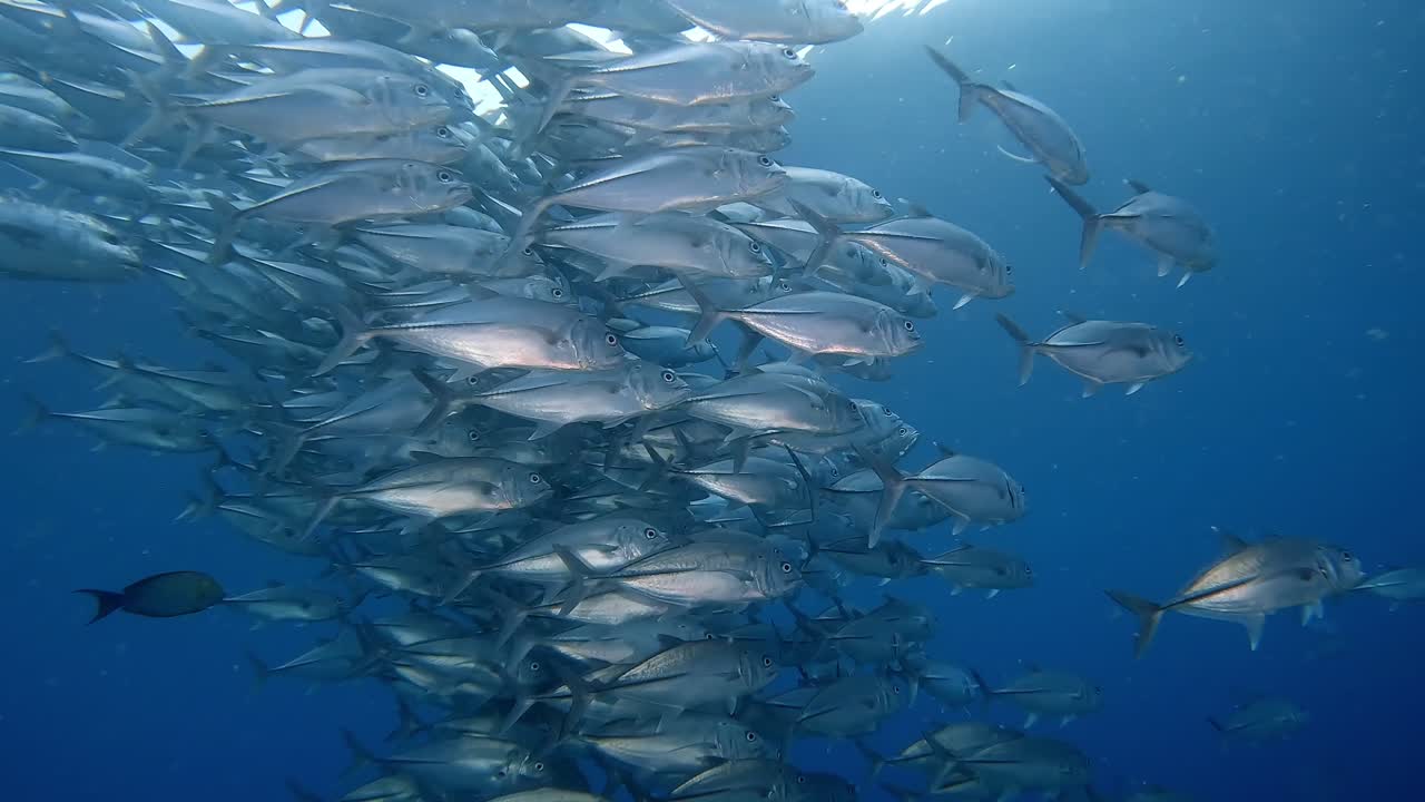A big school of Jackfish swimming close to the surface of the ocean, swimming closer to the camera