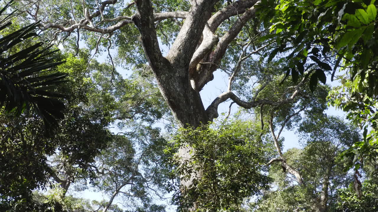 Gib drone moving and revealing trunk and branches of huge tree inside forest