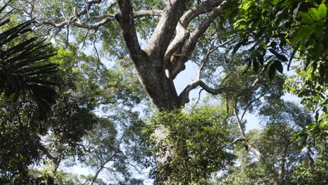 drone gib moviéndose y revelando el tronco y las ramas de un árbol enorme dentro del bosque