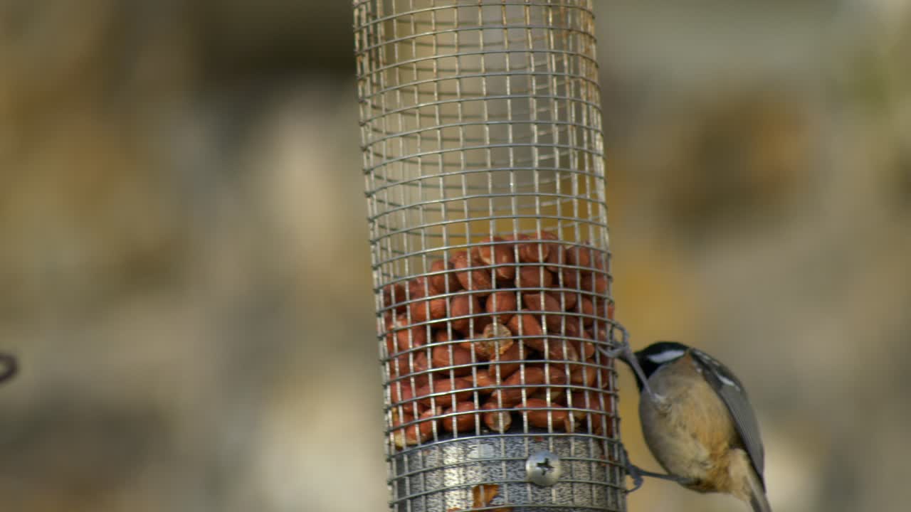 un carbonero balanceándose y comiendo en un comedero para pájaros de maní
