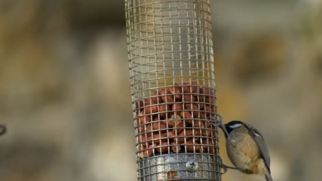 a coal tit swinging and eating on a peanut bird feeder