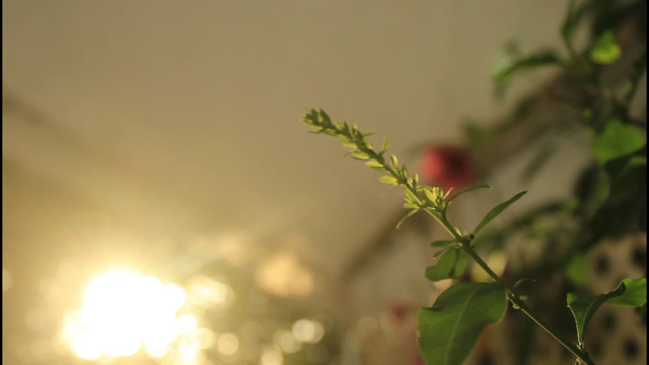 primer plano de una planta en un interior de la casa