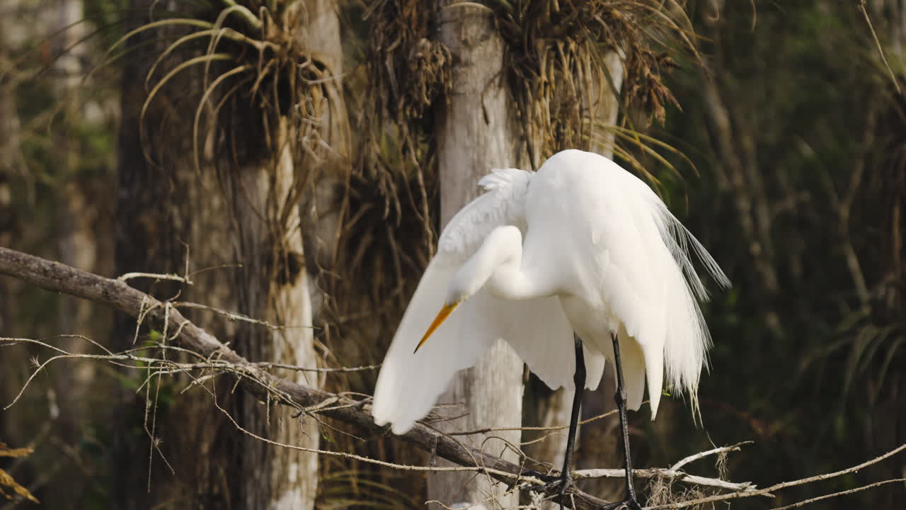 Great Egret Grooming in Cypress Tree