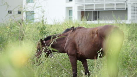 Revelar-El-Acecho-De-Un-Caballo-Marrón-Pastando-En-Un-Campo-De-Pasto-Frente-A-Un-Edificio-De-Apartamentos-En-Un-Caluroso-Día-De-Verano