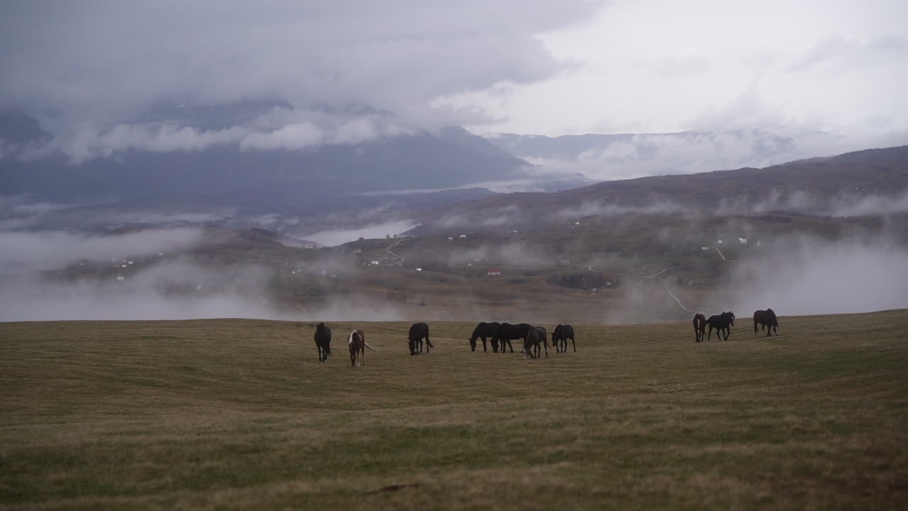 View of mountain grass meadows with the mountain range in the background covered with white clouds. A small herd of horses grazing there. Shot in Durmitor national park of Montenegro.
