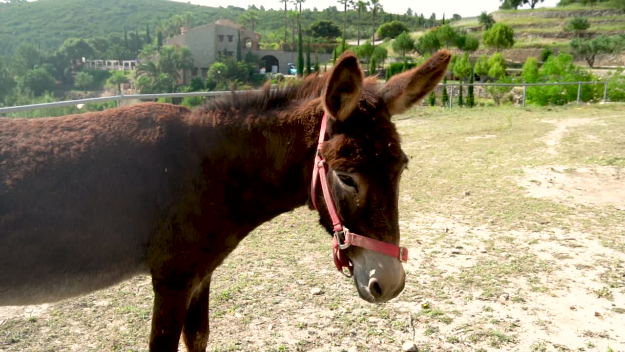 burro marrón en cámara lenta
