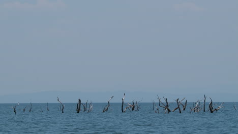 dead hydroponic trees submerged in the waters of lake kariba in africa