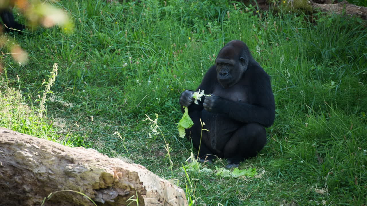 Gorilla 04