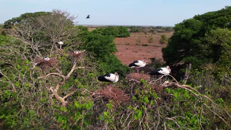 exceptional balance on top tree. animal behavior