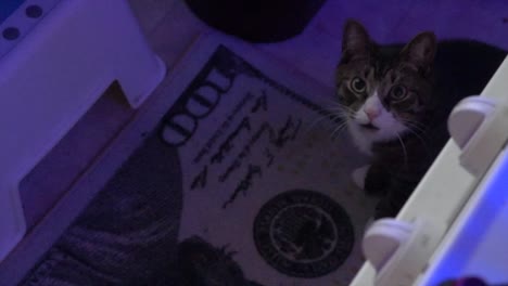 manx cat meowing and cleaning on a one hundred dollar bill