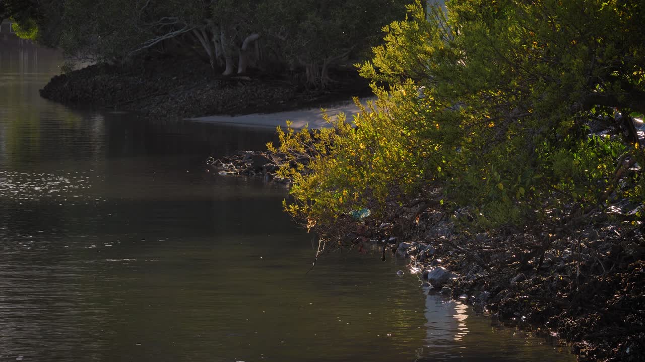 Mangroves along the Nerang River on a sunny morning, Gold Coast, Queensland Australia