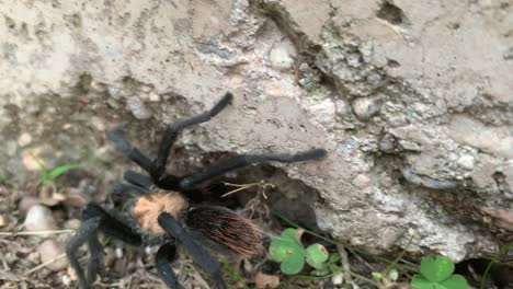 Tarantula-walking-along-the-sidewalk