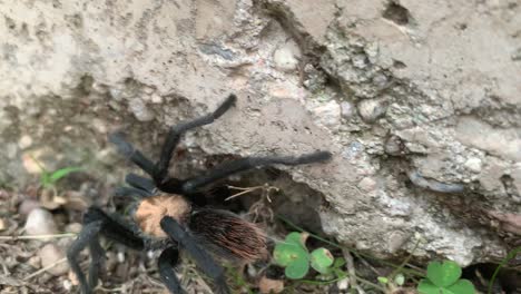 tarántula caminando por la acera