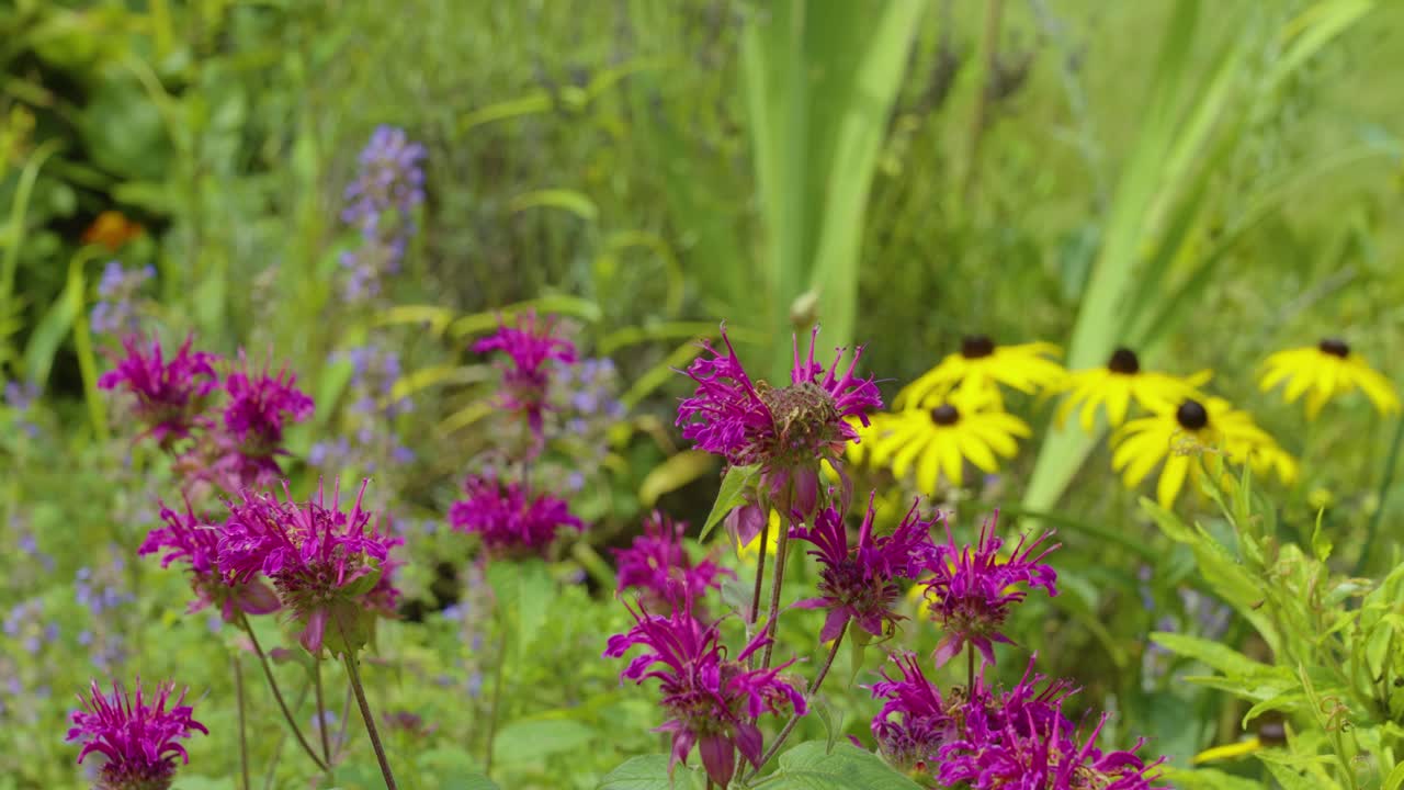 Vibrant Purple and Yellow Flowers in a Summer Garden