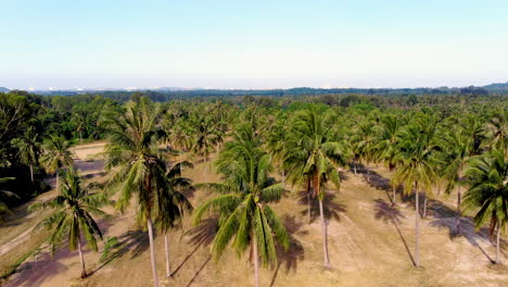 Caída-Suave-En-Un-Exuberante-Bosque-Tropical-De-Palmeras