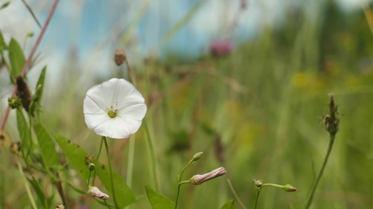 Close up red clover, Field bindweed in the field