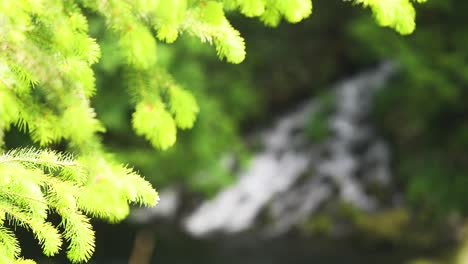 follaje de bokeh con montaña de río rocoso cerca del bosque de campo