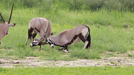 Dramatic-Slow-motion-of-two-Oryx-antelopes-fighting-and-locking-horns,-Kgalagadi-Transfrontier-Park