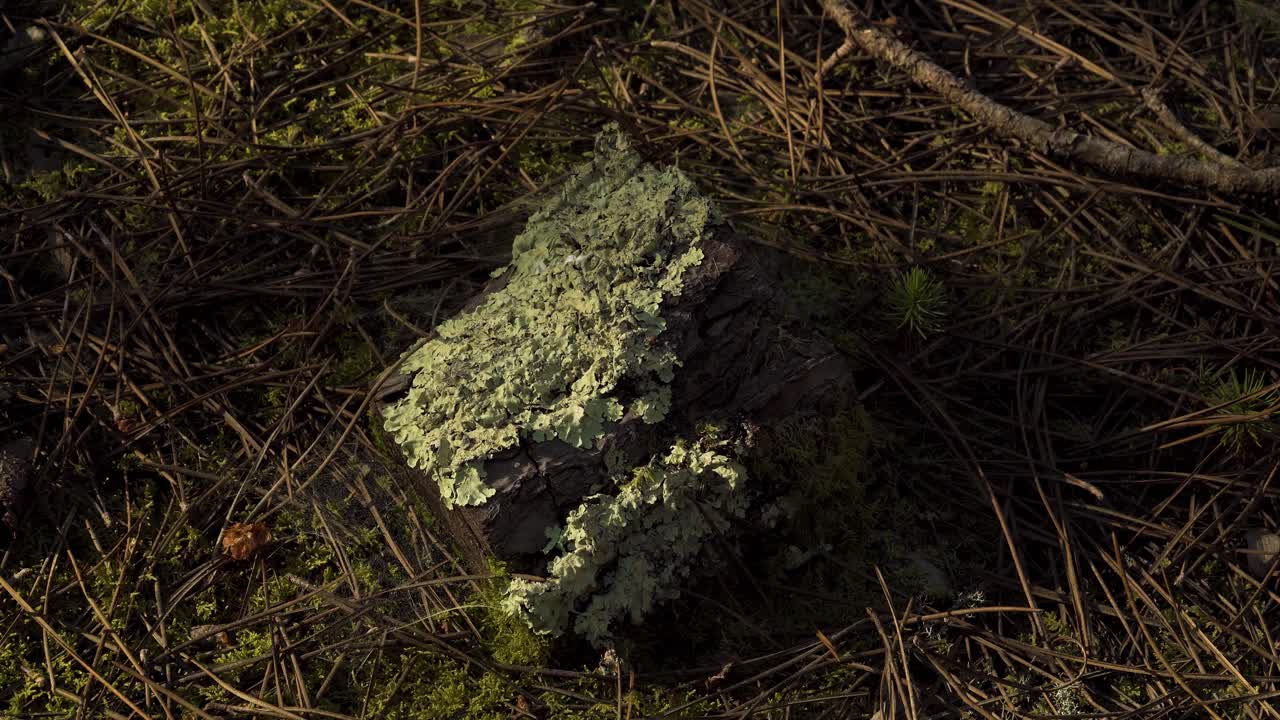 musgo de 4k en medio de agujas de pino, sombras en movimiento