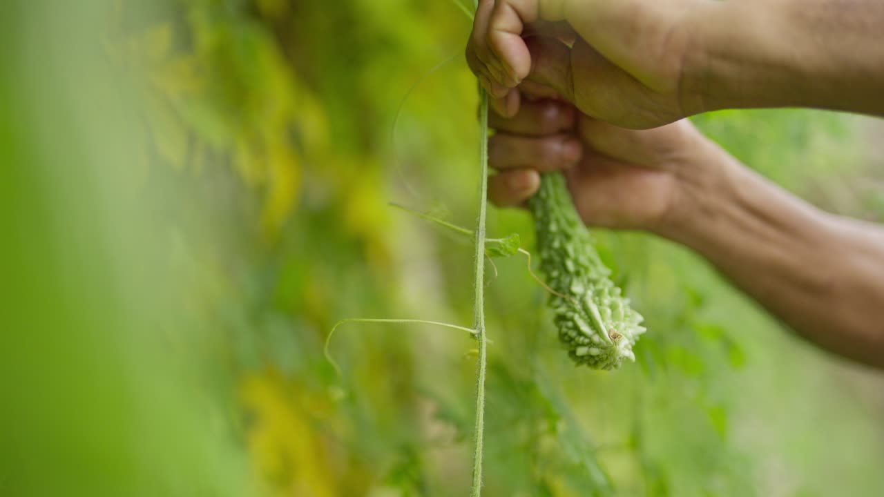 Filmato di un agricoltore che raccoglie karela (melone amaro) da un orto domestico. Mette in evidenza la coltivazione di ortaggi rurali, l'agricoltura biologica e il lavoro agricolo pratico