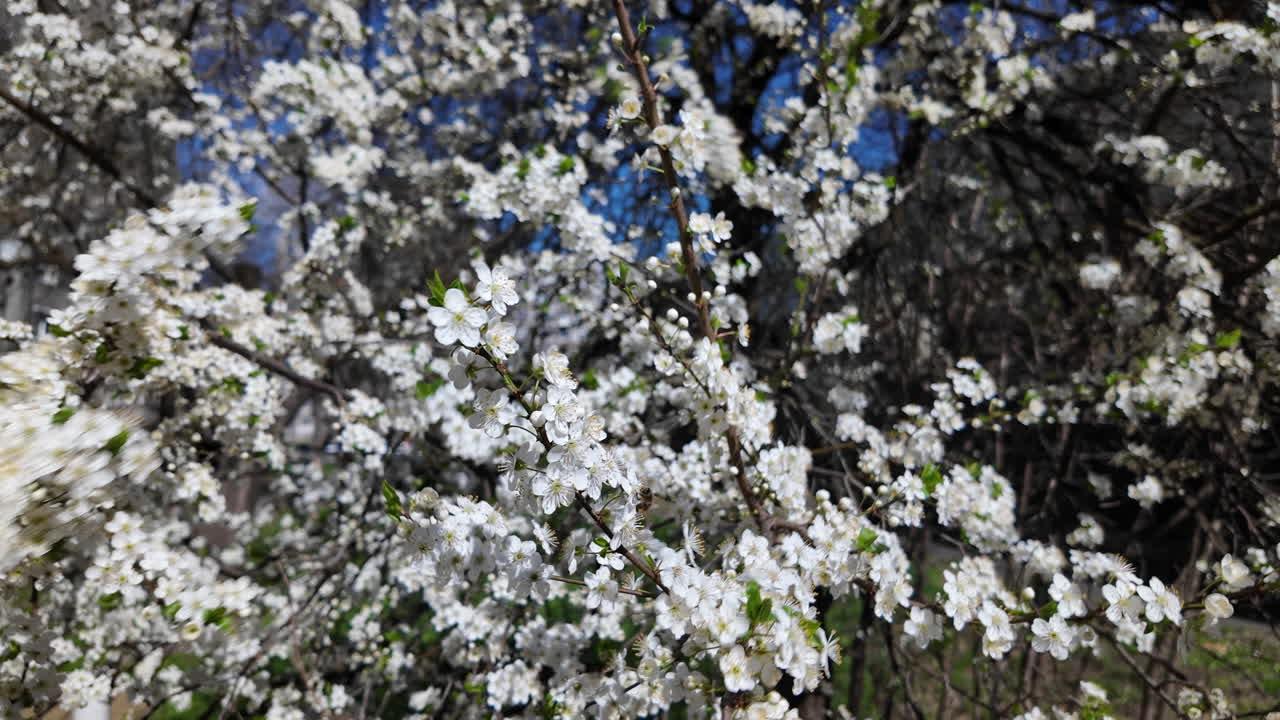 Abundant white cherry blossoms on spring branches