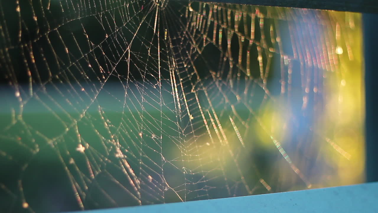 toma de foco de rack de telaraña, iluminada por una hermosa puesta de sol
