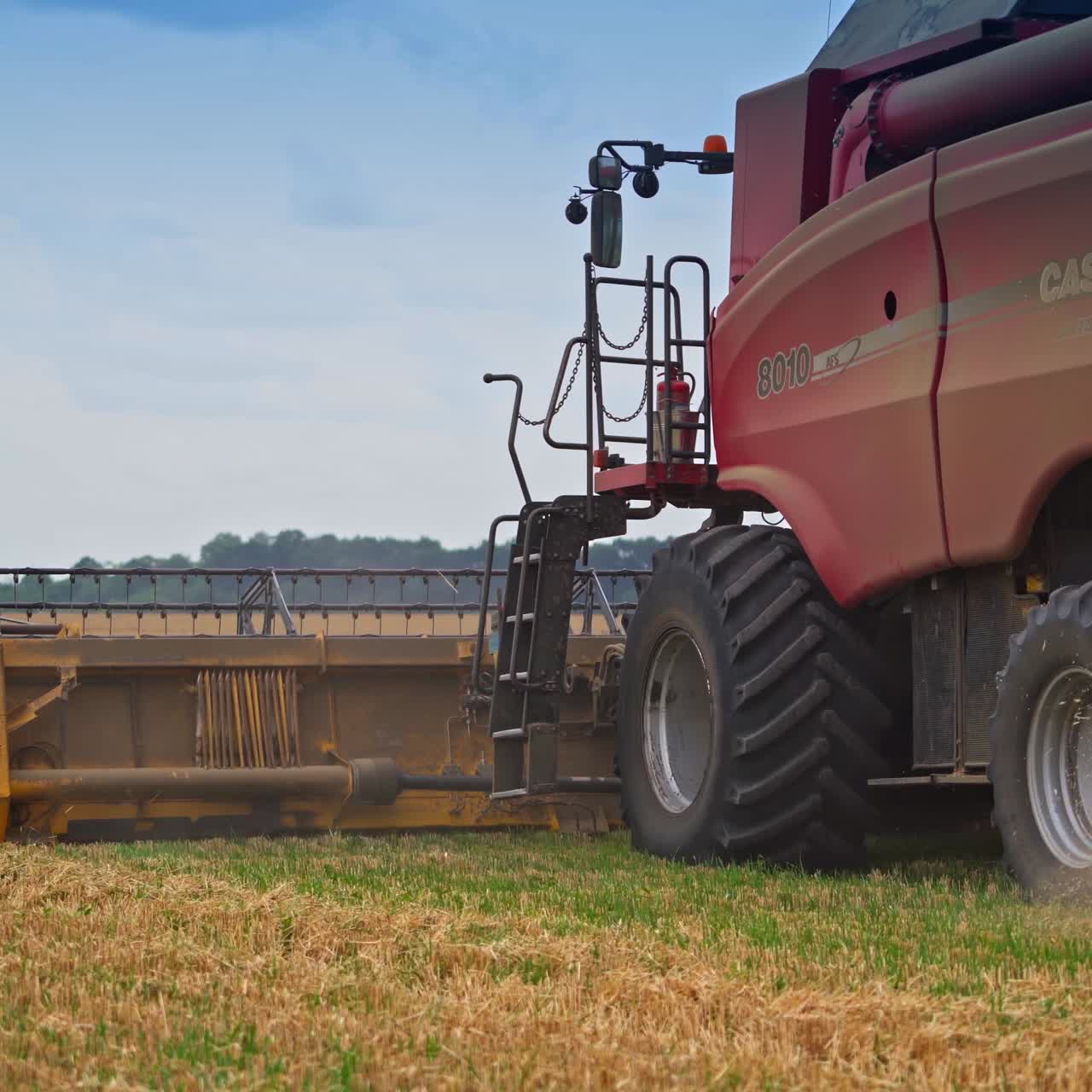 Combine harvester cutting ripe crops. Big red machine moving away from the camera leaving the clouds of dust and pieces of straw