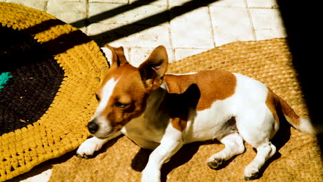 jack russell, muy alerta, se despierta de su siesta al sol, listo para la acción