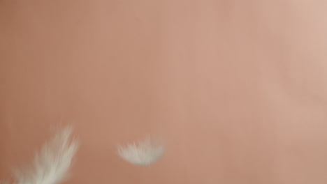 delicate falling feathers on a pastel background