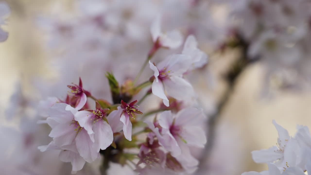 Close-up shot of a cherry blossom tree in full bloom in Kyoto, Japan