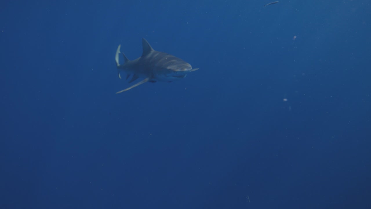 레몬 상어는 주피터 플로리다 걸프 스트림에서 느린 속도로 헤엄치고 있습니다.