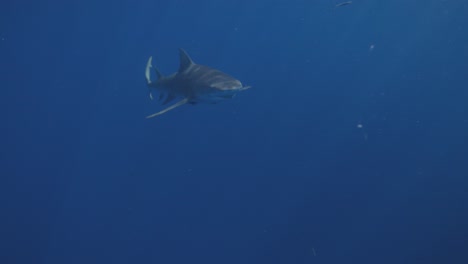 el tiburón limón nada en cámara lenta en la corriente del golfo de júpiter, florida.