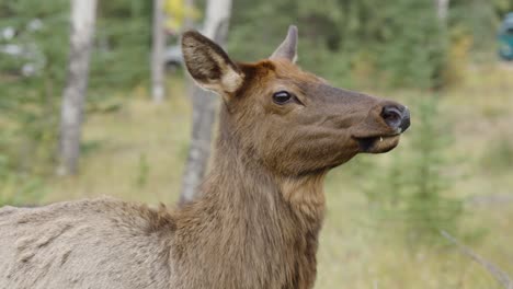 Elk-Hembra-Cierra-El-Tiro-De-Paso-En-Cámara-Lenta-Mientras-Elk-Gira-La-Cabeza-Con-El-Zoom-De-La-Cámara