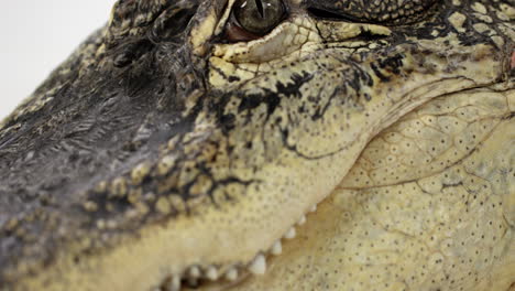 Amerikanischer-Alligator---Vom-Auge-Bis-Zu-Den-Zähnen-Nach-Unten-Kippen