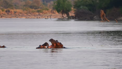 two hippopatamus fighting in large river