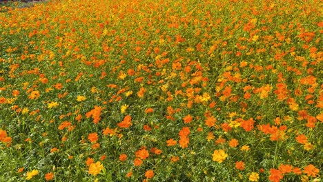 colorful flowers bloom in a lush field