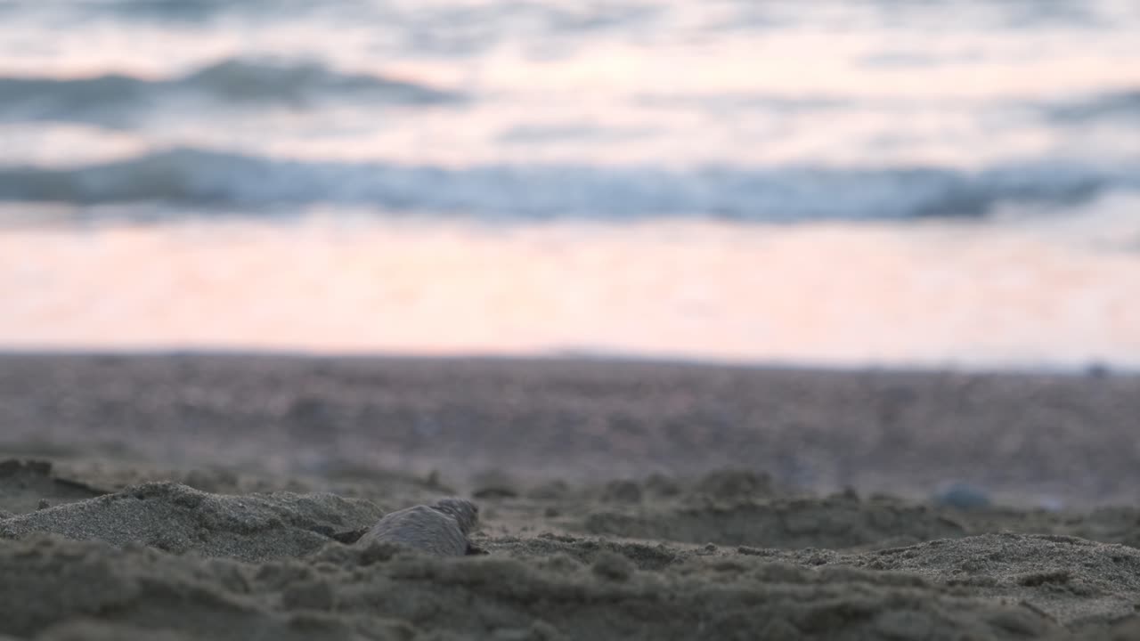 부화한 바다거북이 해변의 구멍에 빠졌다가 의기양양하게 나타나 바다를 향한 여정을 계속합니다.