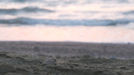 a sea turtle hatchling falls into a hole on the beach and emerges triumpantly to continue his journey to the sea