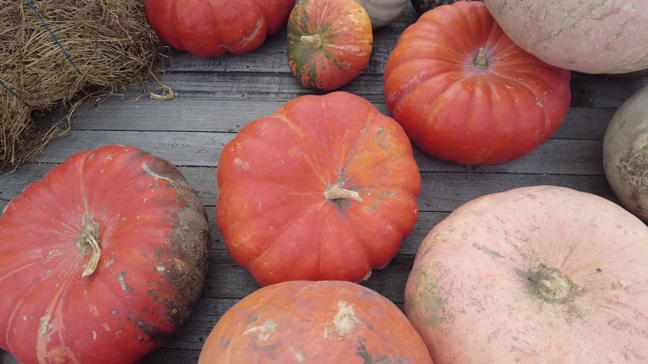 Red and pink pumpkins composition