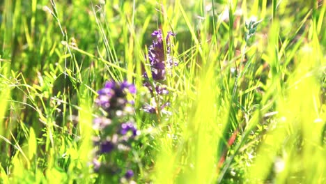 close-up of purple wild flowers