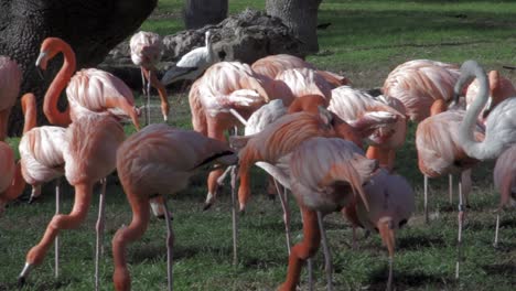 pink flamingos in a park