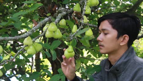 portrait of an asian man enjoying a water apple or syzygium samarangense from the tree