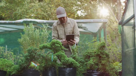 African-american-male-gardener-checking-tree-and-using-tablet-at-garden-center