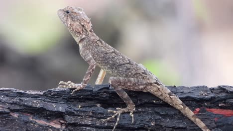 Lizard-in-tree---food---waiting-