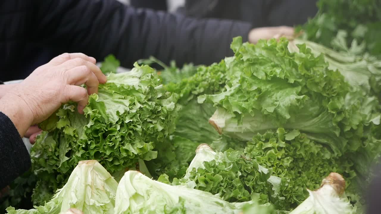 Hands selecting fresh lettuce at a farmers market
