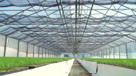 passing along planted young plants in greenhouse. plant cultivation inside