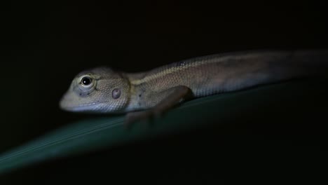 the oriental garden lizard is also called the eastern garden lizard, bloodsucker and changeable lizard